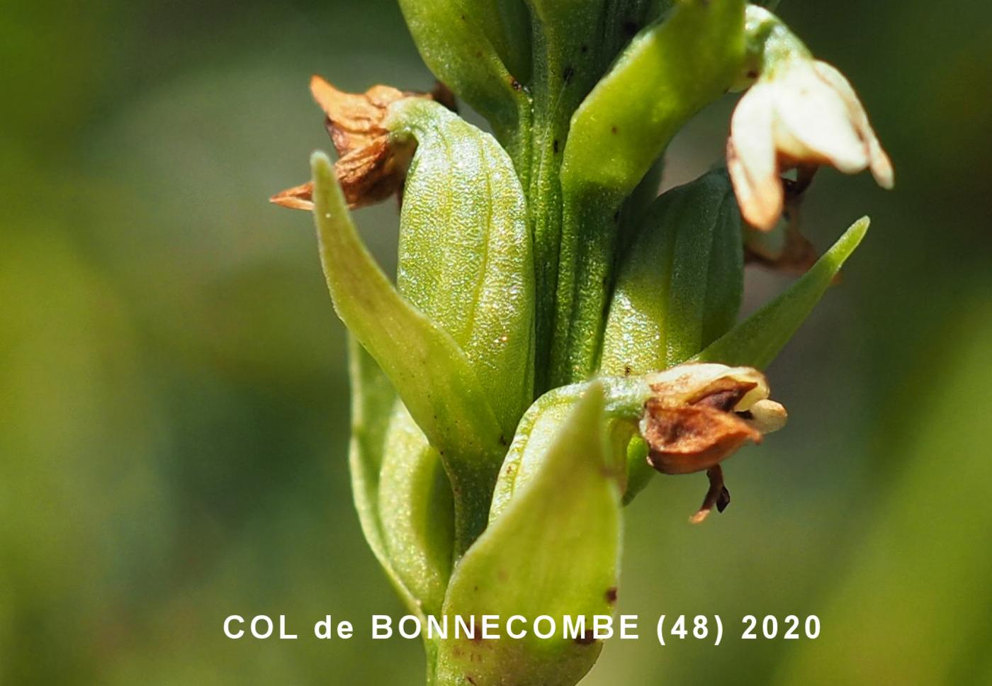 Orchid, Small White fruit